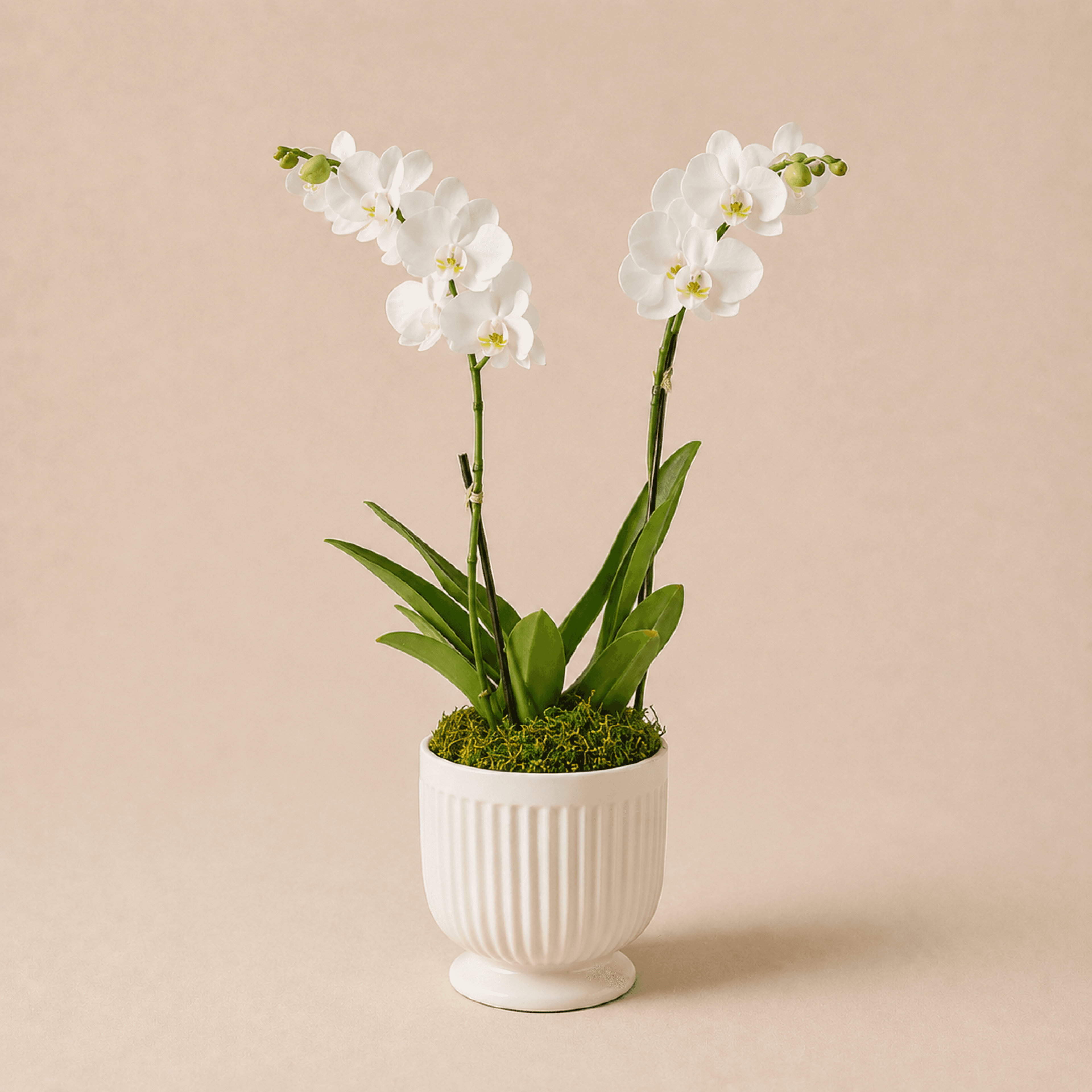 Home Décor