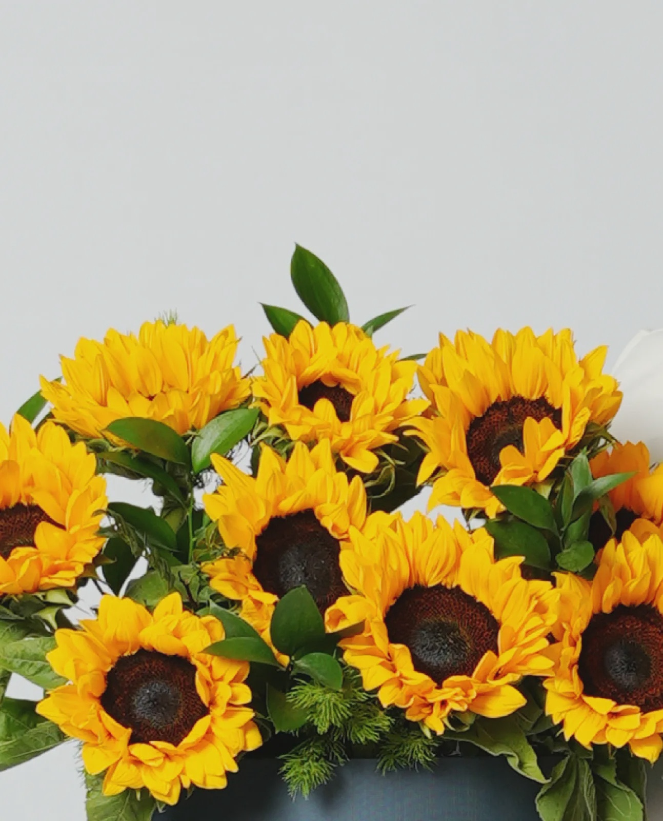 Sunrise Bloom thumbnail 4