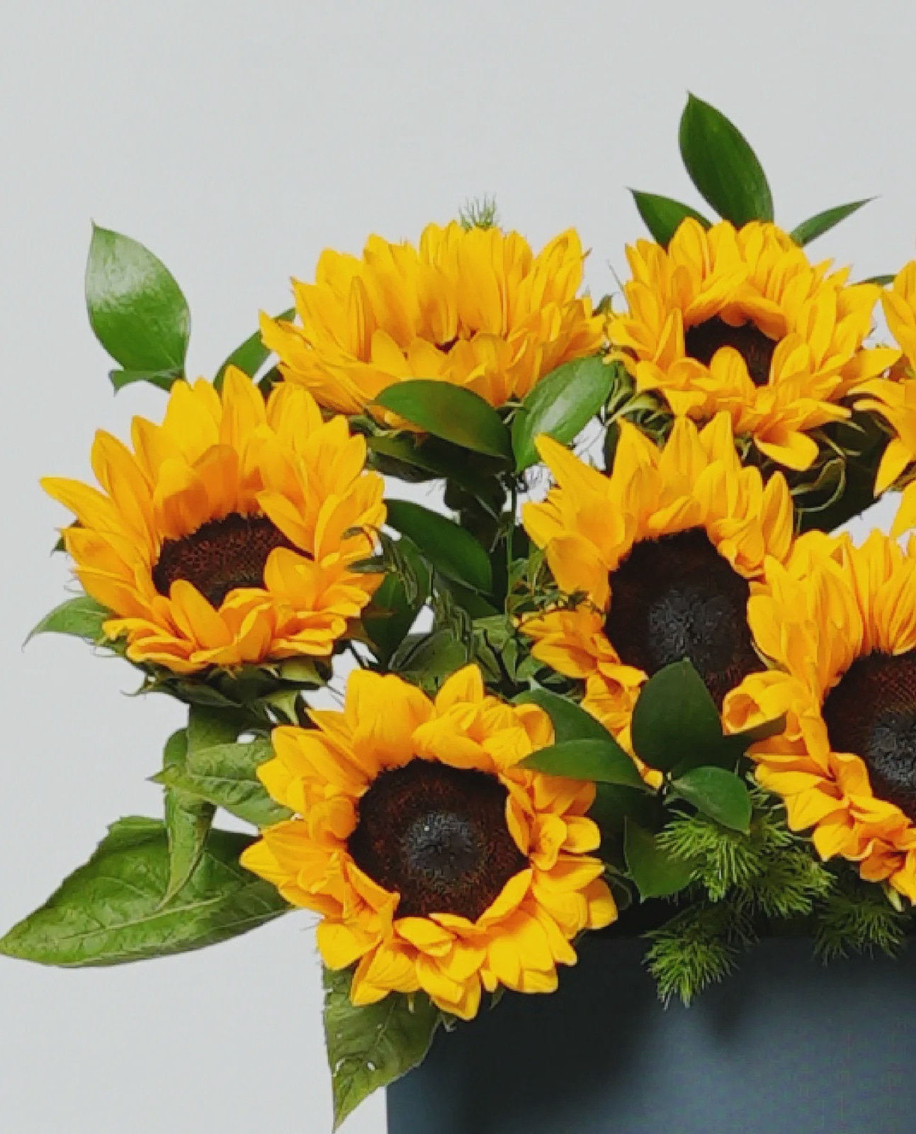 Sunrise Bloom thumbnail 3