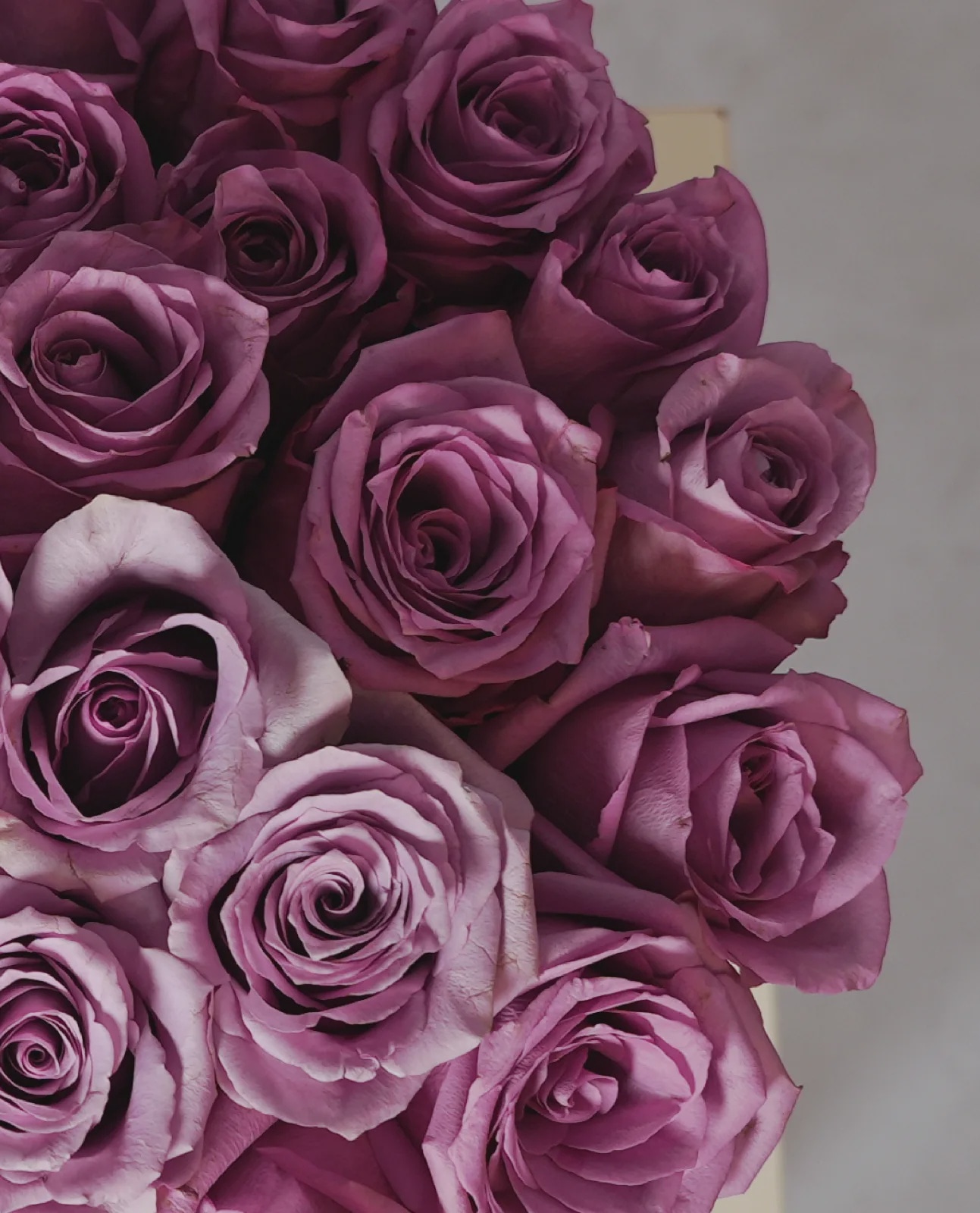 Pink Whisper thumbnail 3