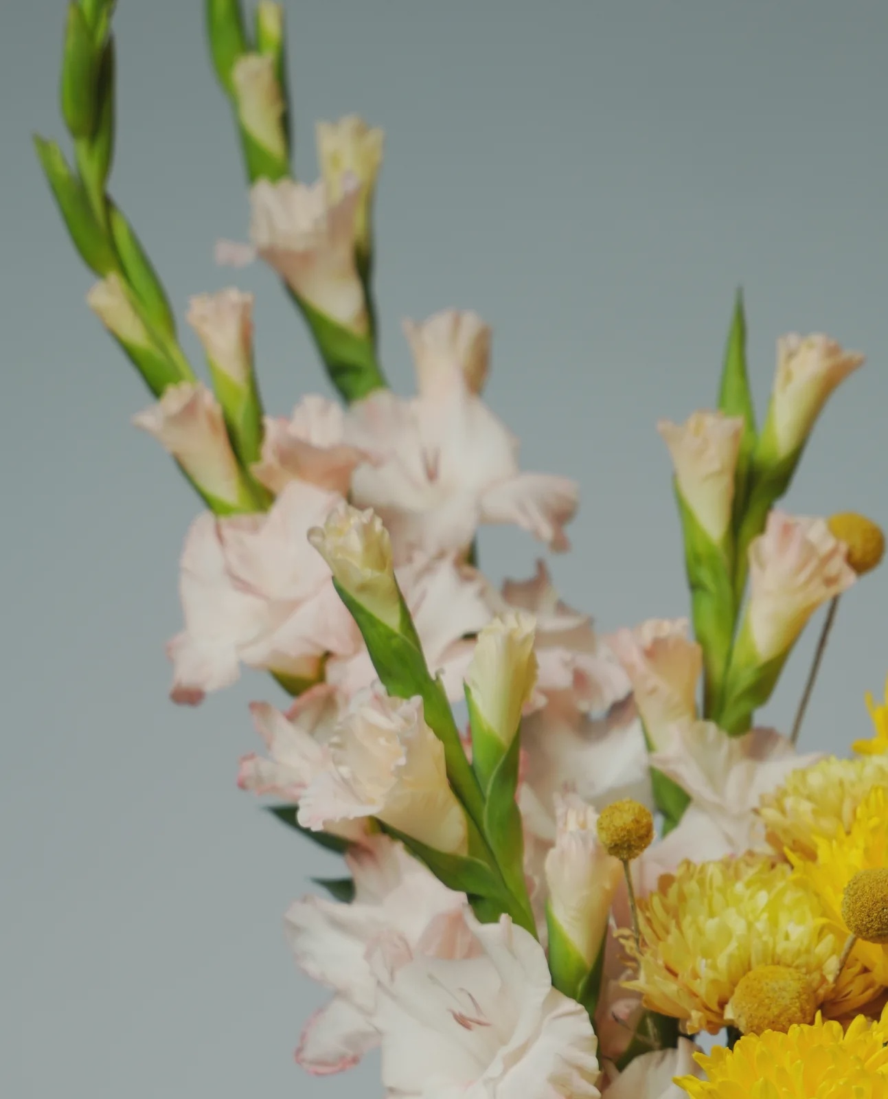 Spring Radiance thumbnail 4